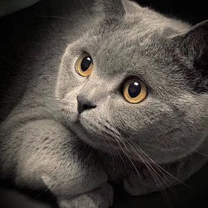 美女献身1-46集电视连续剧
